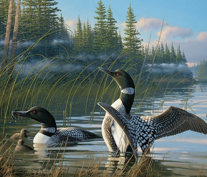 Puzzle - Cobble Hill - Anatre selvatiche